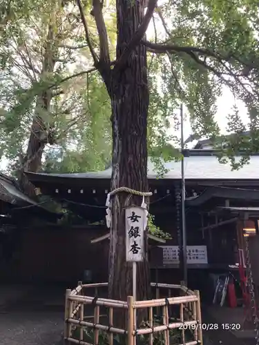 大宮八幡宮の自然