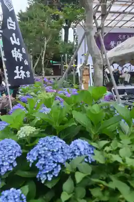 白山神社(東京都)