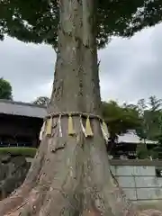 瀧宮神社(埼玉県)