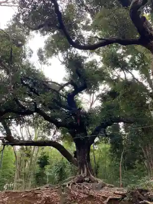 天照大神の自然
