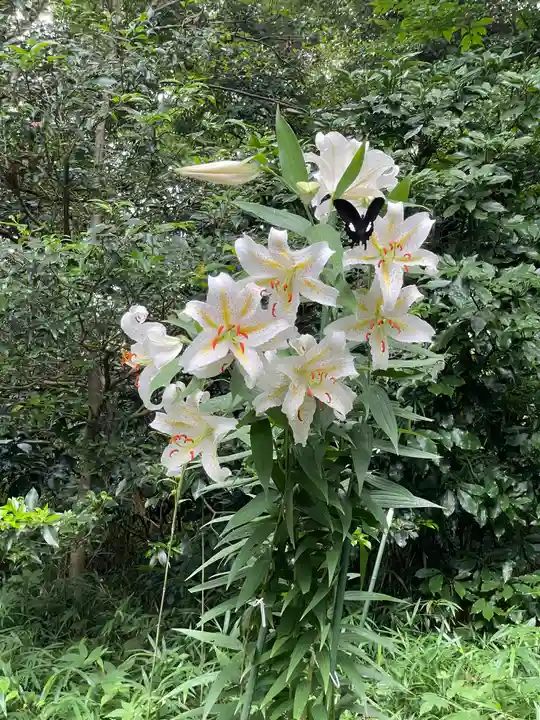 明治神宮の自然