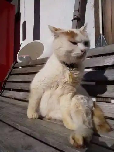 御誕生寺（猫寺）(福井県)