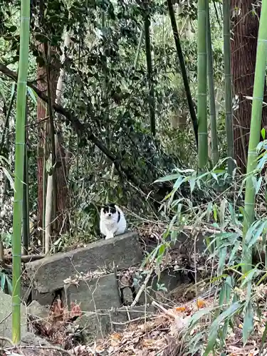 鷲宮神社の動物