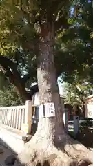 山王神社の自然