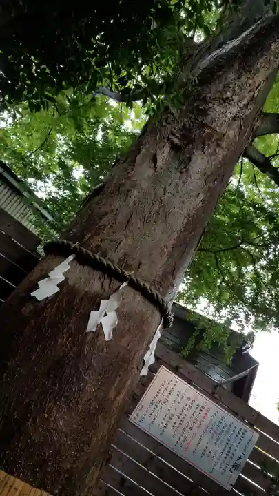 鎮守氷川神社の自然