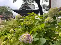 秩父札所十三番 慈眼寺の自然