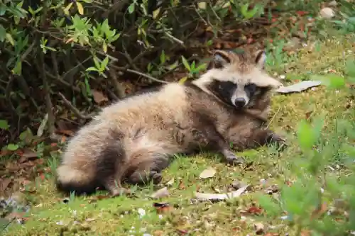平安神宮の動物