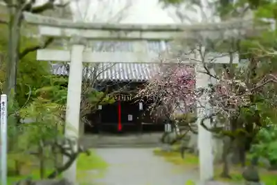 長浜八幡宮の鳥居