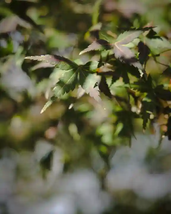 千葉縣護國神社(千葉県)