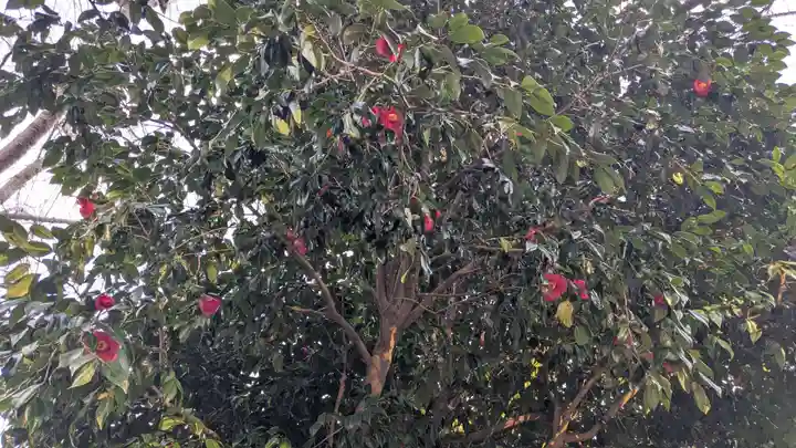 八坂三峯神社の自然