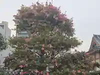 祥雲寺(大阪府)