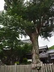 大日寺の自然