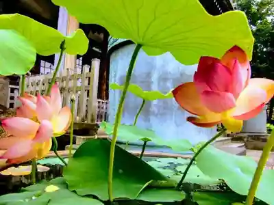 妙蓮寺(神奈川県)