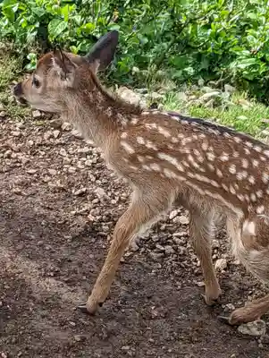 伊吹山寺の動物