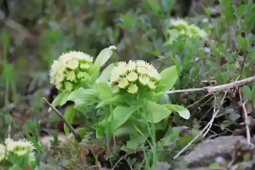 高司神社〜むすびの神の鎮まる社〜の自然