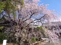 吉祥寺(東京都)