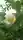 沙羅双樹の花さん