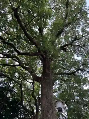 星川杉山神社(神奈川県)