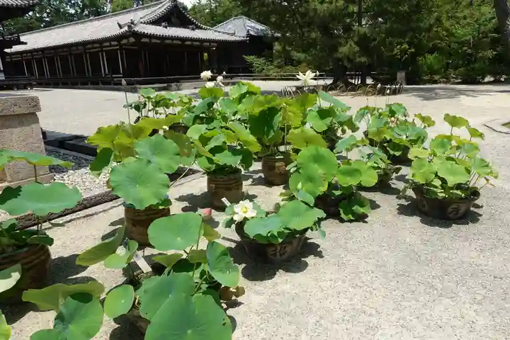 唐招提寺(奈良県)