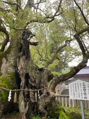 大山祇神社(愛媛県)