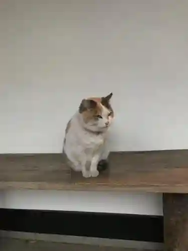 愛宕神社の動物