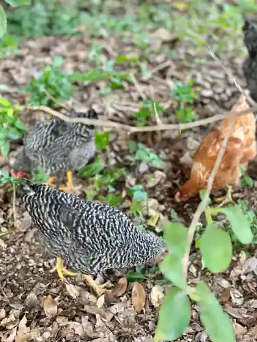 聖神社(大阪府)