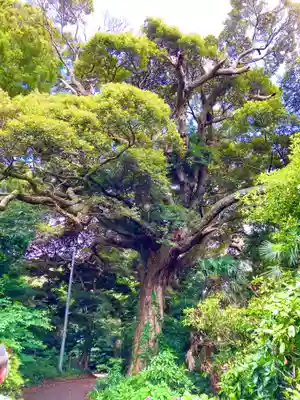 金刀比羅神社(茨城県)