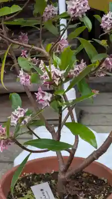 行願寺（革堂）(京都府)
