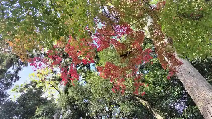 吉田神社(京都府)