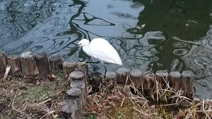 福禄寿尊堂(向島百花園)の動物