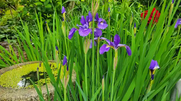 浄明院(愛媛県)
