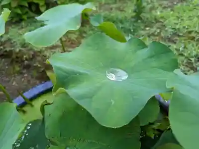 法金剛院(京都府)