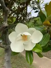 日岡神社の自然