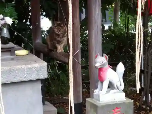 草分稲荷神社の動物
