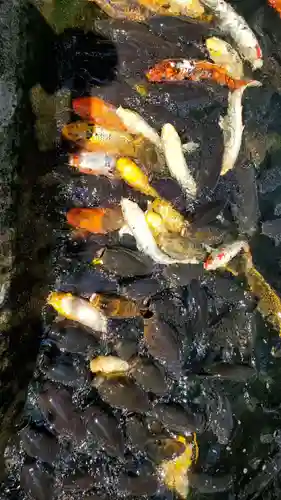 愛宕神社の動物