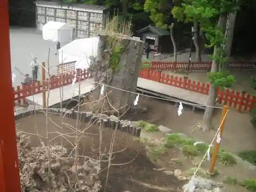 鶴岡八幡宮の自然