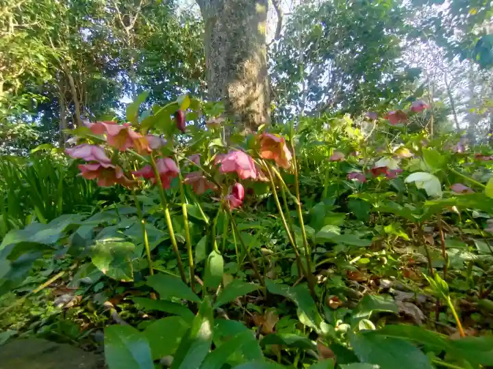 子安地蔵寺の{uncategorized: "未分類", other: "その他", undefined: "問題あり", building: "その他建物", grave: "お墓", sacred_gate: "鳥居", guardian: "狛犬", statue: "像", buddha: "仏像", history: "歴史", nature: "自然", garden: "庭園", animal: "動物", pagoda: "塔", temizu: "手水舎", mountain_gate: "山門・神門", sanctuary: "本殿・本堂", subordinate: "末社・摂社", art: "芸術", scenery: "景色", jizo: "地蔵", ema: "絵馬", goshuin: "御朱印", omikuji: "おみくじ", items: "授与品その他", amulet: "お守り", goshuincho: "御朱印帳", eats: "食事", festival: "お祭り", votive_dance: "神楽", shichigosan: "七五三参", wedding: "結婚式", experience: "体験その他", initially: "初詣", around: "周辺", anti_infection: "感染症対策"}