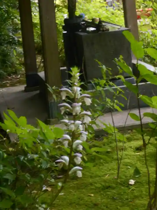 安國論寺(安国論寺)の自然