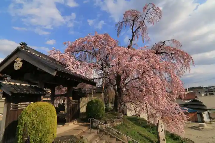 長興寺の山門・神門
