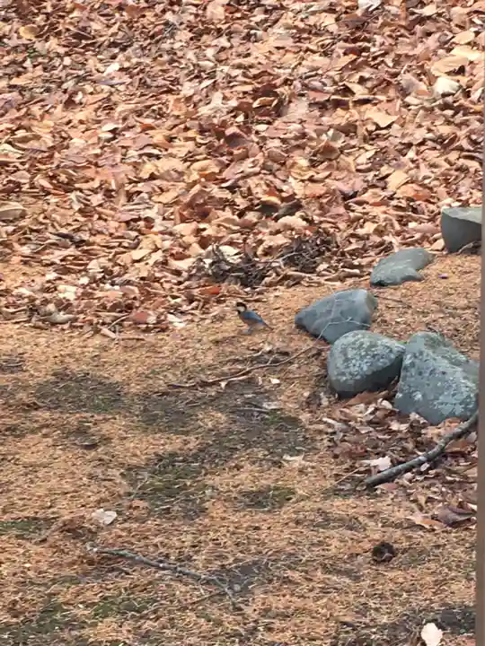 上野幌神社の動物