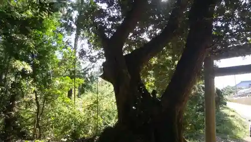 天満神社の自然