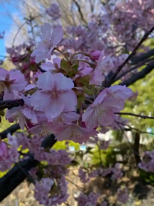 鳩森八幡神社の{uncategorized: "未分類", other: "その他", undefined: "問題あり", building: "その他建物", grave: "お墓", sacred_gate: "鳥居", guardian: "狛犬", statue: "像", buddha: "仏像", history: "歴史", nature: "自然", garden: "庭園", animal: "動物", pagoda: "塔", temizu: "手水舎", mountain_gate: "山門・神門", sanctuary: "本殿・本堂", subordinate: "末社・摂社", art: "芸術", scenery: "景色", jizo: "地蔵", ema: "絵馬", goshuin: "御朱印", omikuji: "おみくじ", items: "授与品その他", amulet: "お守り", goshuincho: "御朱印帳", eats: "食事", festival: "お祭り", votive_dance: "神楽", shichigosan: "七五三参", wedding: "結婚式", experience: "体験その他", initially: "初詣", around: "周辺", anti_infection: "感染症対策"}