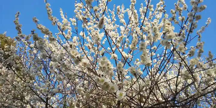 玉敷神社の自然
