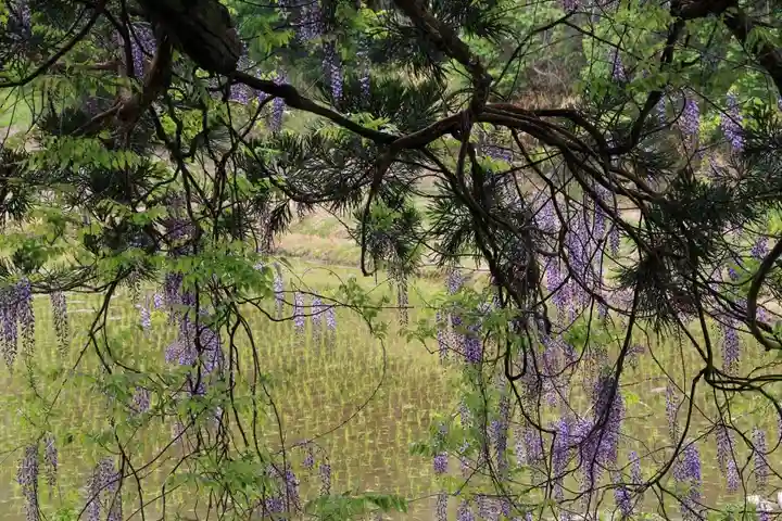 熊野大権現堂の自然