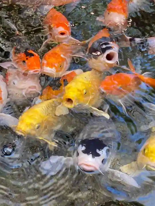 秩父神社の{uncategorized: "未分類", other: "その他", undefined: "問題あり", building: "その他建物", grave: "お墓", sacred_gate: "鳥居", guardian: "狛犬", statue: "像", buddha: "仏像", history: "歴史", nature: "自然", garden: "庭園", animal: "動物", pagoda: "塔", temizu: "手水舎", mountain_gate: "山門・神門", sanctuary: "本殿・本堂", subordinate: "末社・摂社", art: "芸術", scenery: "景色", jizo: "地蔵", ema: "絵馬", goshuin: "御朱印", omikuji: "おみくじ", items: "授与品その他", amulet: "お守り", goshuincho: "御朱印帳", eats: "食事", festival: "お祭り", votive_dance: "神楽", shichigosan: "七五三参", wedding: "結婚式", experience: "体験その他", initially: "初詣", around: "周辺", anti_infection: "感染症対策"}