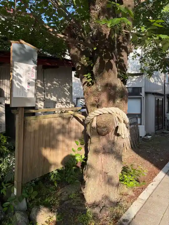 小室浅間神社の{uncategorized: "未分類", other: "その他", undefined: "問題あり", building: "その他建物", grave: "お墓", sacred_gate: "鳥居", guardian: "狛犬", statue: "像", buddha: "仏像", history: "歴史", nature: "自然", garden: "庭園", animal: "動物", pagoda: "塔", temizu: "手水舎", mountain_gate: "山門・神門", sanctuary: "本殿・本堂", subordinate: "末社・摂社", art: "芸術", scenery: "景色", jizo: "地蔵", ema: "絵馬", goshuin: "御朱印", omikuji: "おみくじ", items: "授与品その他", amulet: "お守り", goshuincho: "御朱印帳", eats: "食事", festival: "お祭り", votive_dance: "神楽", shichigosan: "七五三参", wedding: "結婚式", experience: "体験その他", initially: "初詣", around: "周辺", anti_infection: "感染症対策"}
