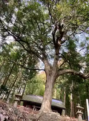 雷神社の自然