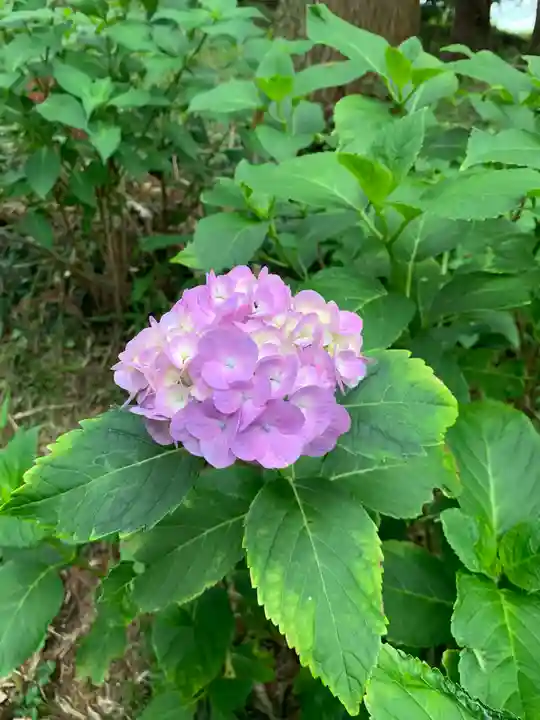 磯山神社の自然