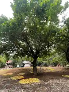 神田山延命院の自然(2021年06月14日(月) 12時43分18秒投稿)