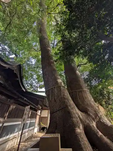 鳩ヶ谷氷川神社(埼玉県)